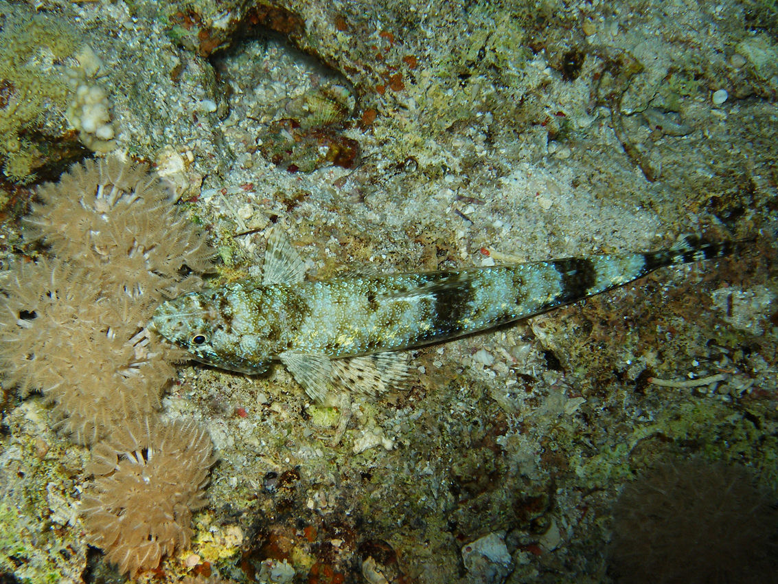 Saurida nebulosa (Pesce lucertola nebuloso)